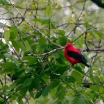 Scarlet Tanager