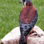 American Kestrel