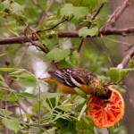 Oriole feeding on orange