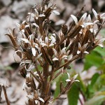 dried seedpods on lakeshore plant on Lake Erie beach
