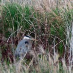 great blue heron in marsh along drive to boardwalk