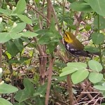 warbler