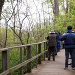 birders on the Magee Marsh boardwalk