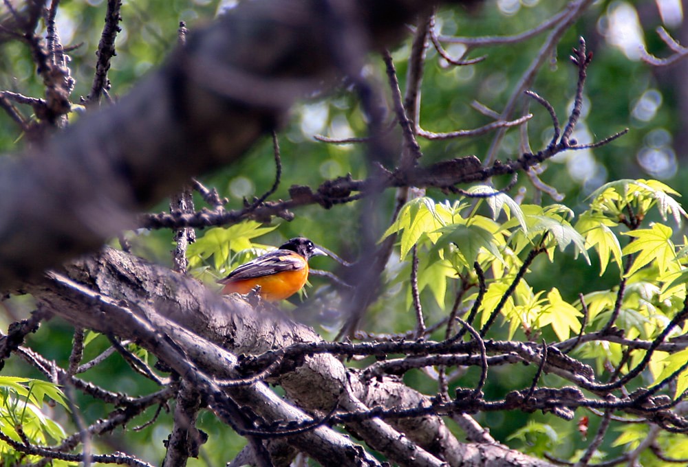 Photo of the Week Birdwatching at Magee Marsh Lireo Designs