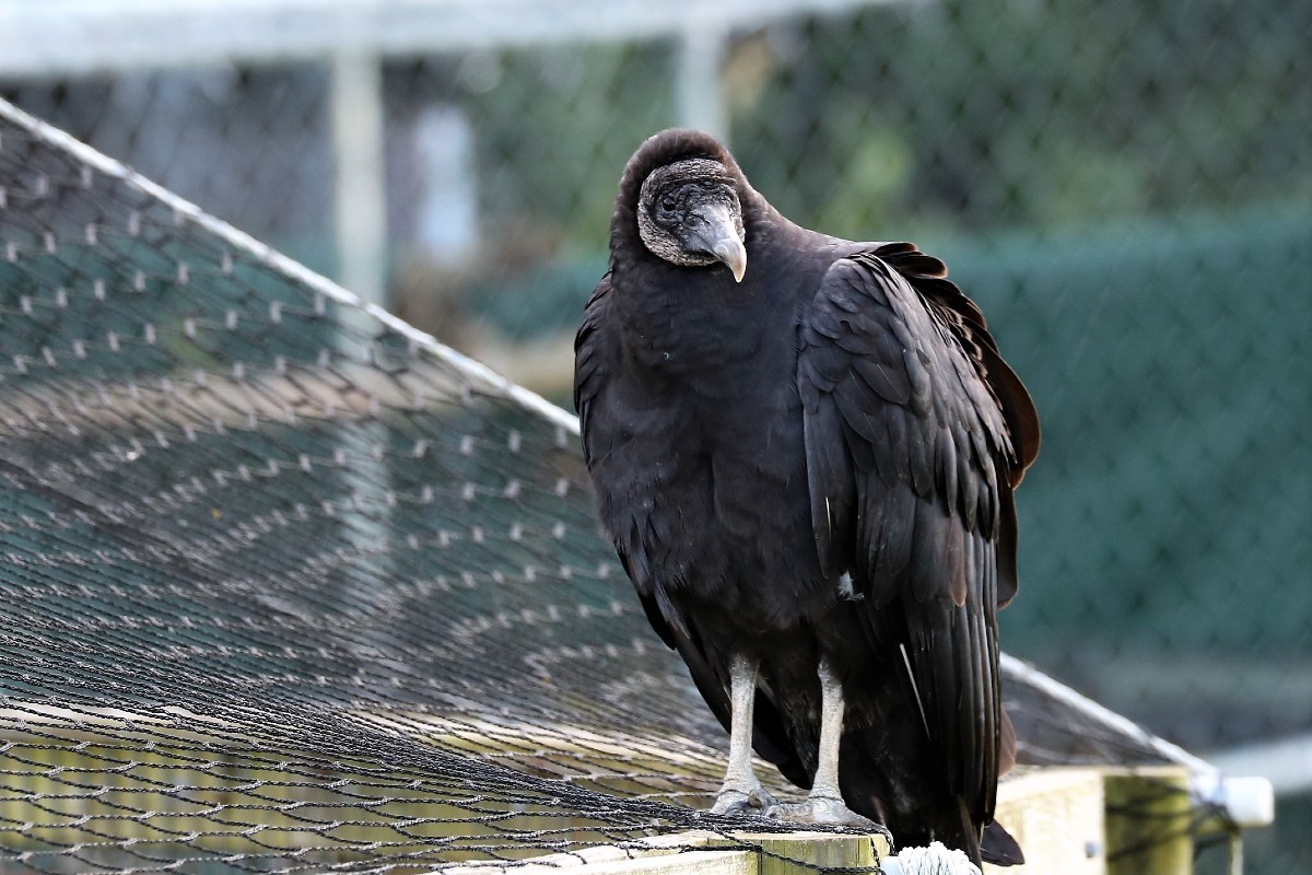 Photo of the Week Black Vulture in Michigan Lireo Designs