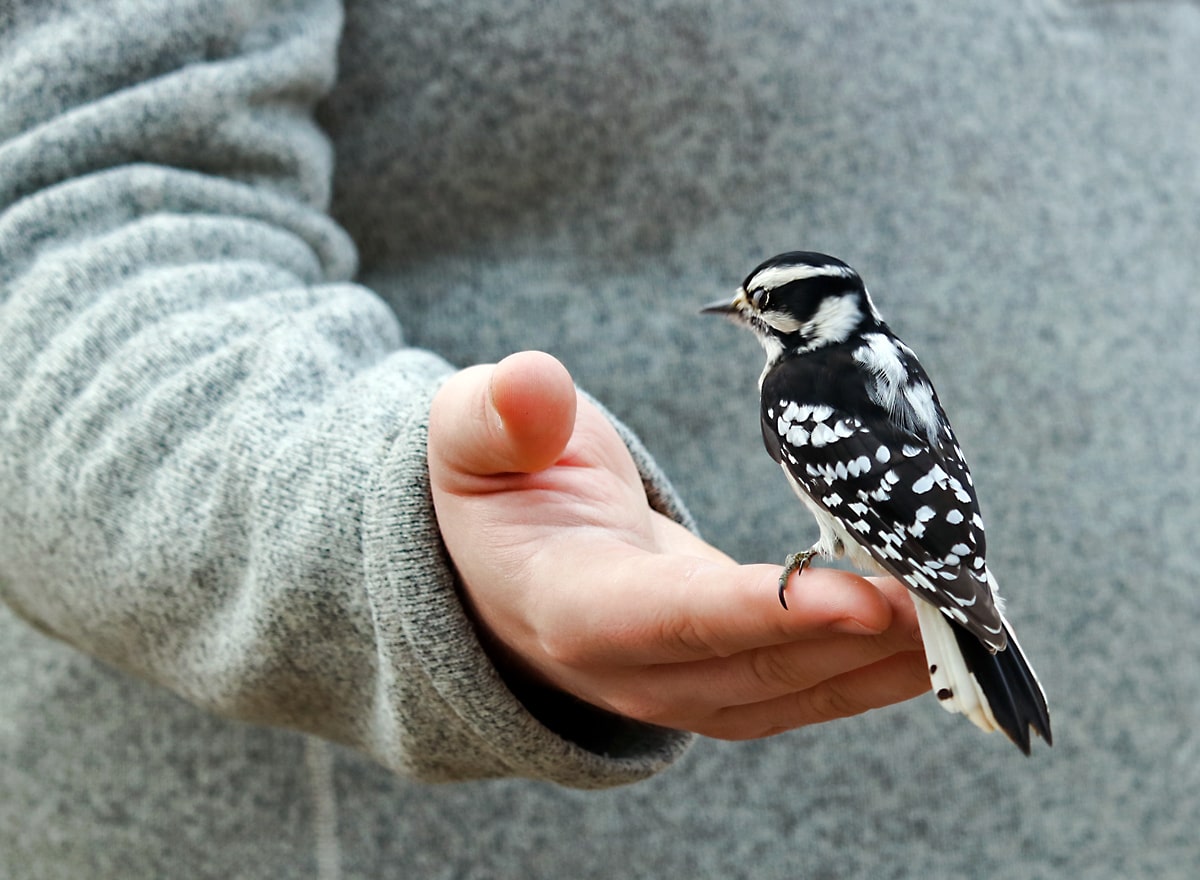 Photo of the Week: Downy Woodpecker - Lireo Designs