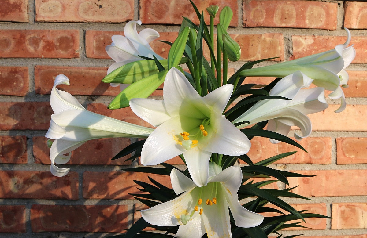 Photo of the Week Easter Lily in Bloom Lireo Designs