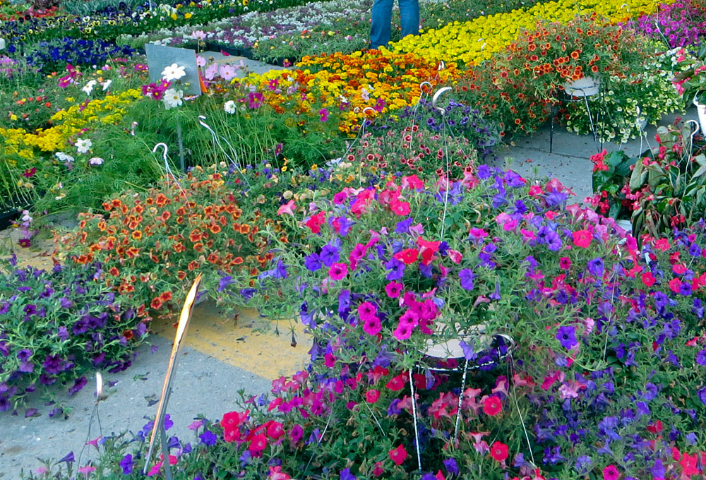 Photo of the Week Flower Day at Eastern Market in Detroit Lireo Designs