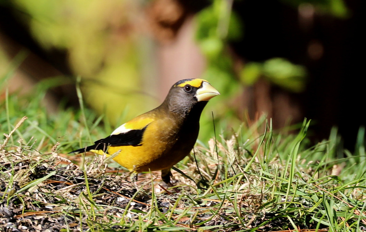 Photo of the Week: Irruption Year for Evening Grosbeaks - Lireo Designs