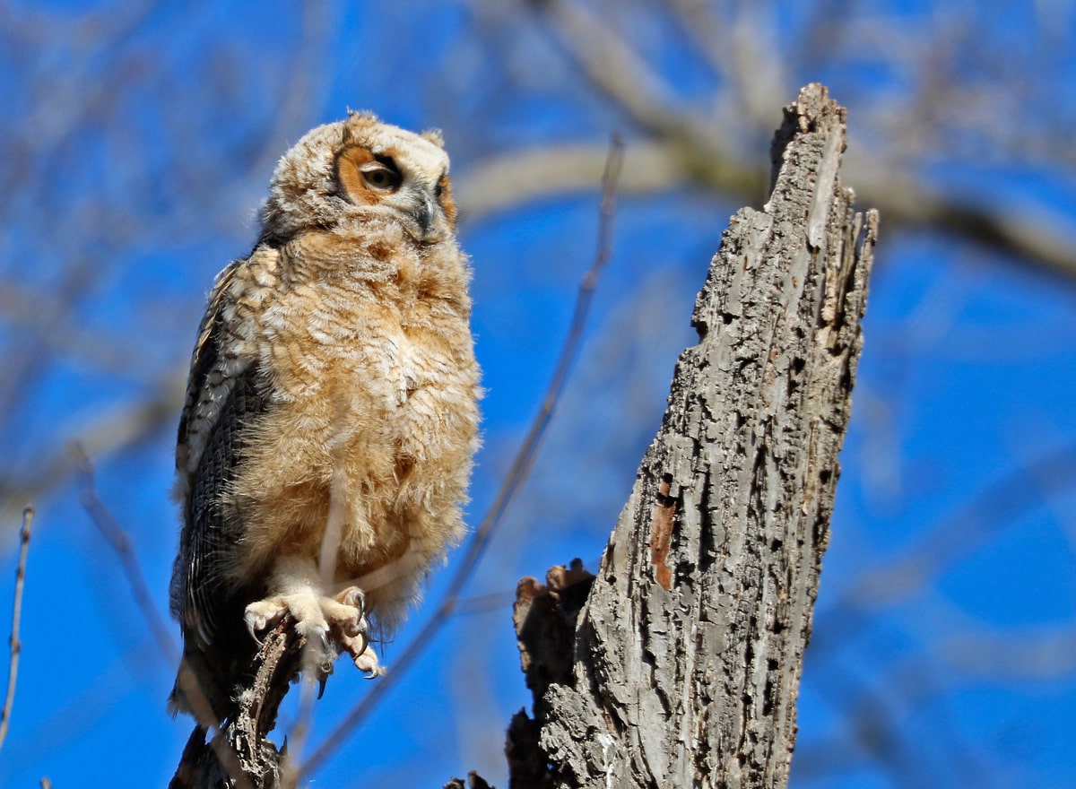 Photo of the Week Family of Great Horned Owls Lireo Designs
