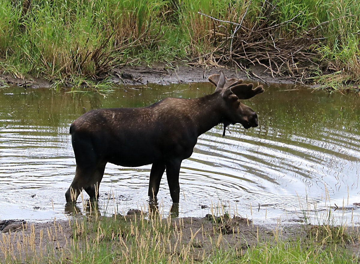 Photo of the Week Moose Near Aspen, Colorado Lireo Designs