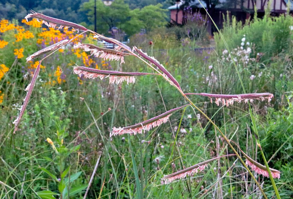 Photo of the Week Newburgh Pointe in Late Summer Lireo Designs