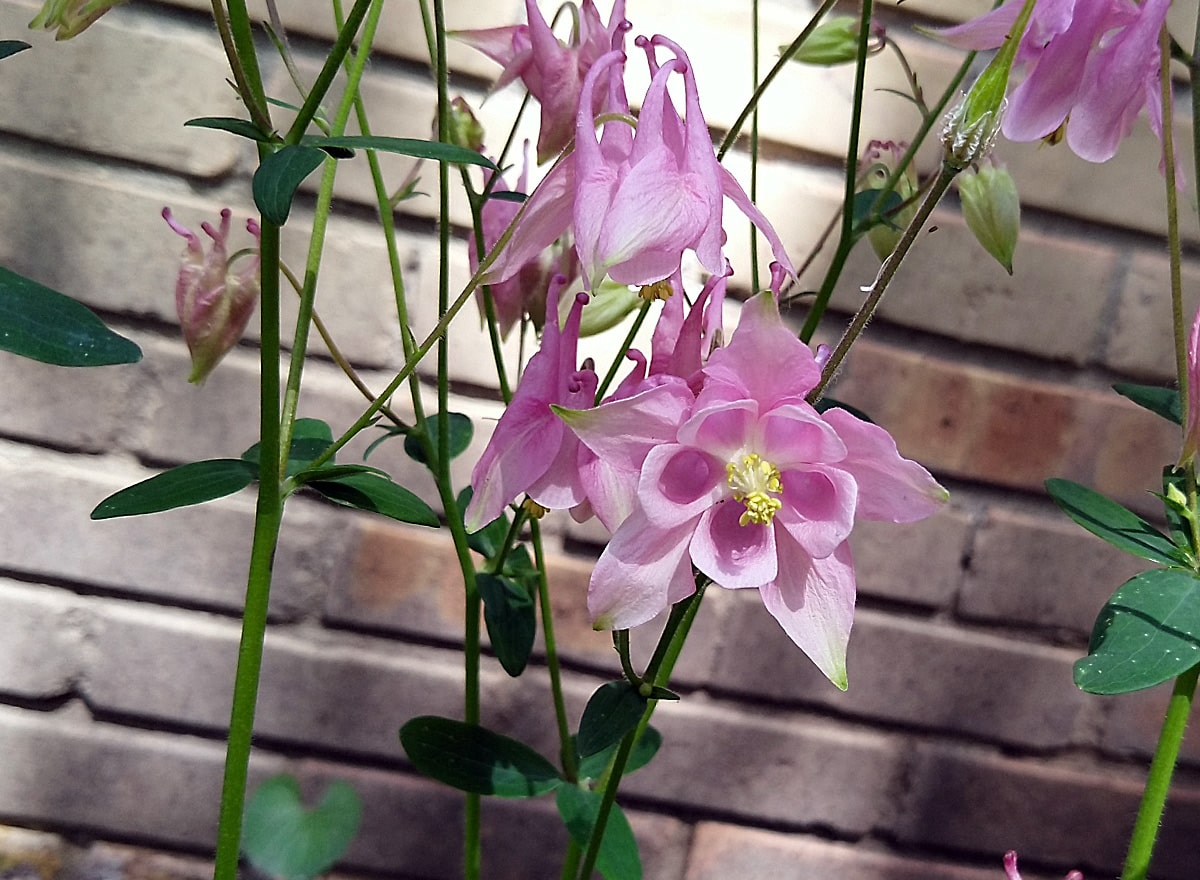 Photo of the Week Pink Columbines in Bloom Lireo Designs