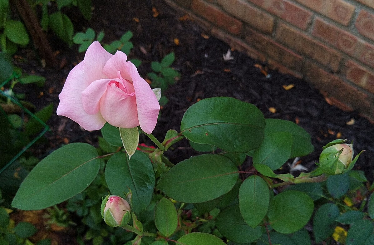 Accept Praise and Water Your Flowers Lireo Designs