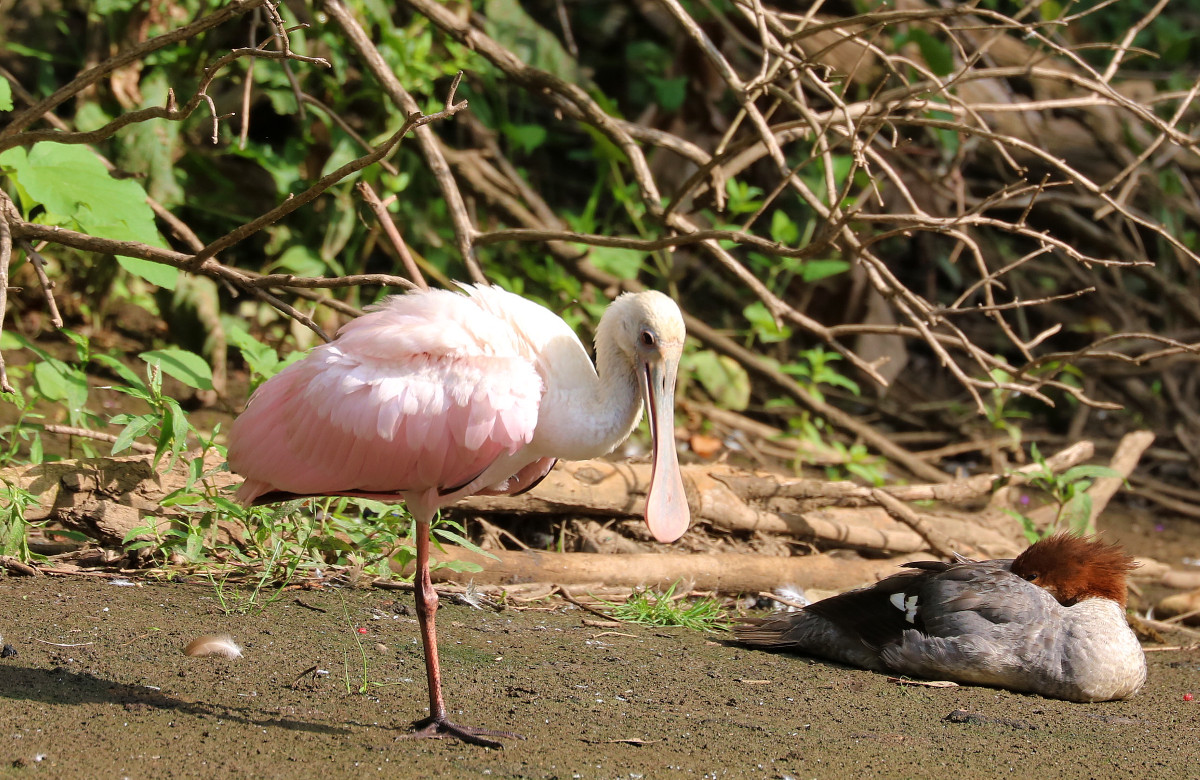 Photo of the Week: Another Roseate Spoonbill Finds Its Way to Michigan ...