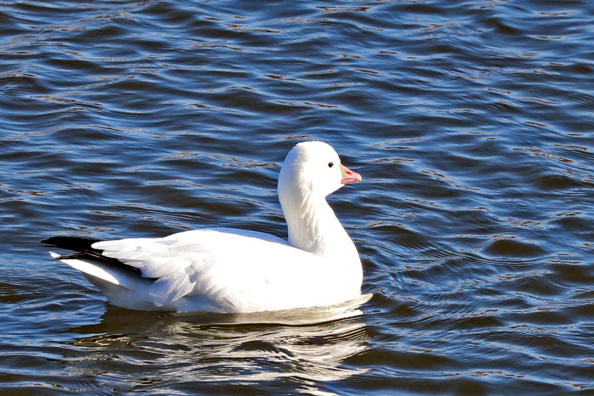 Photo of the Week Ross’s Goose in Michigan, Third Month in a Row