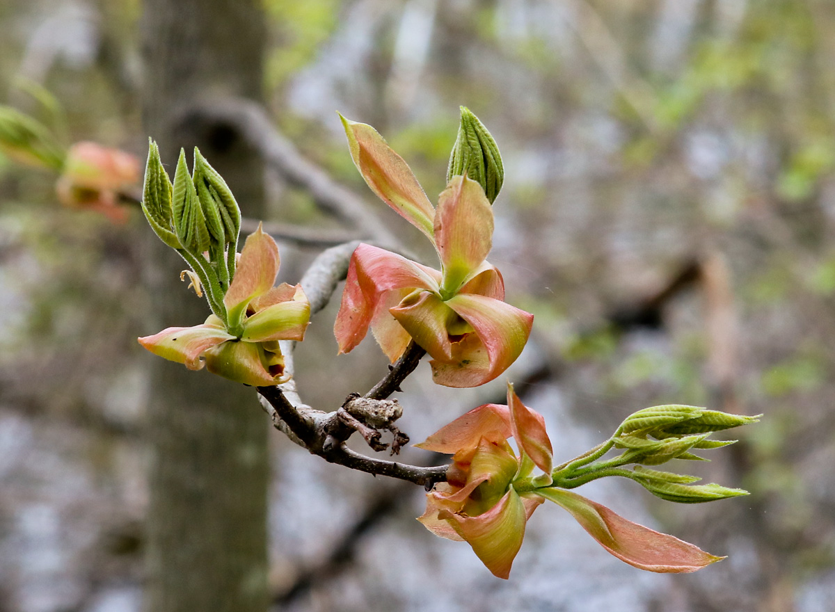 Photo of the Week Shagbark Hickory in Spring Lireo Designs