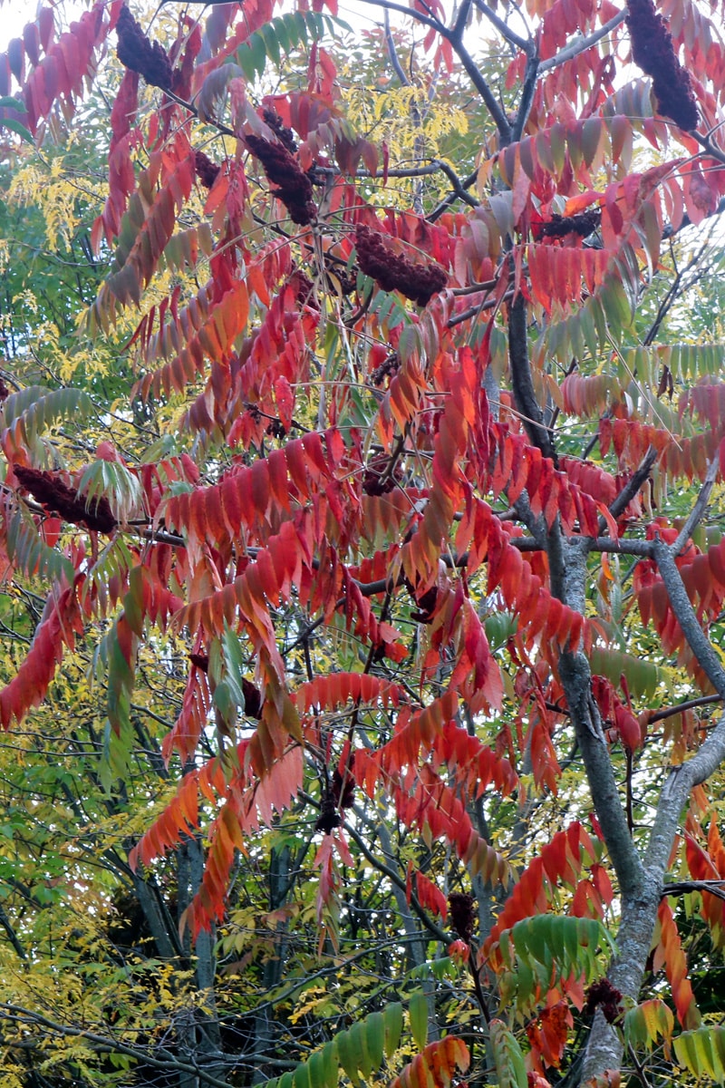 Photo of the Week Japanese Garden at Frederick Meijer Gardens and