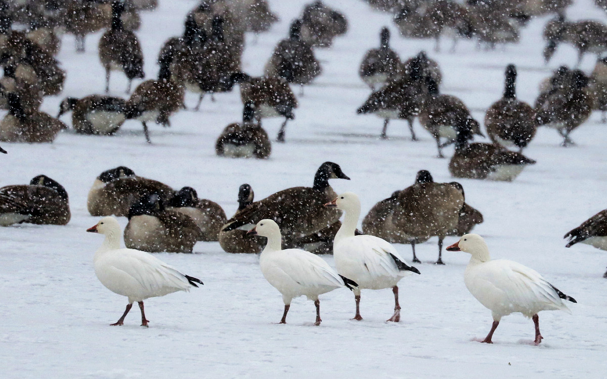 Photo of the Week: Snow Geese on a Wintry Day - Lireo Designs