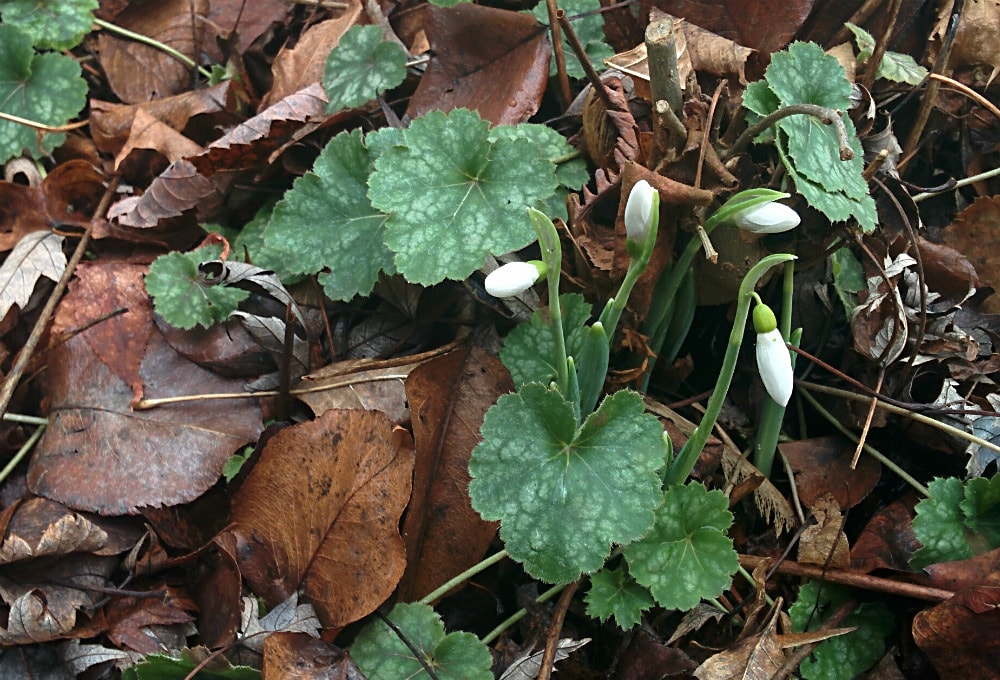 Photo of the Week Spring Flowers Bloom in January, in Michigan Lireo