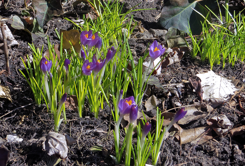 Photo of the Week Spring Crocuses in Bloom Lireo Designs