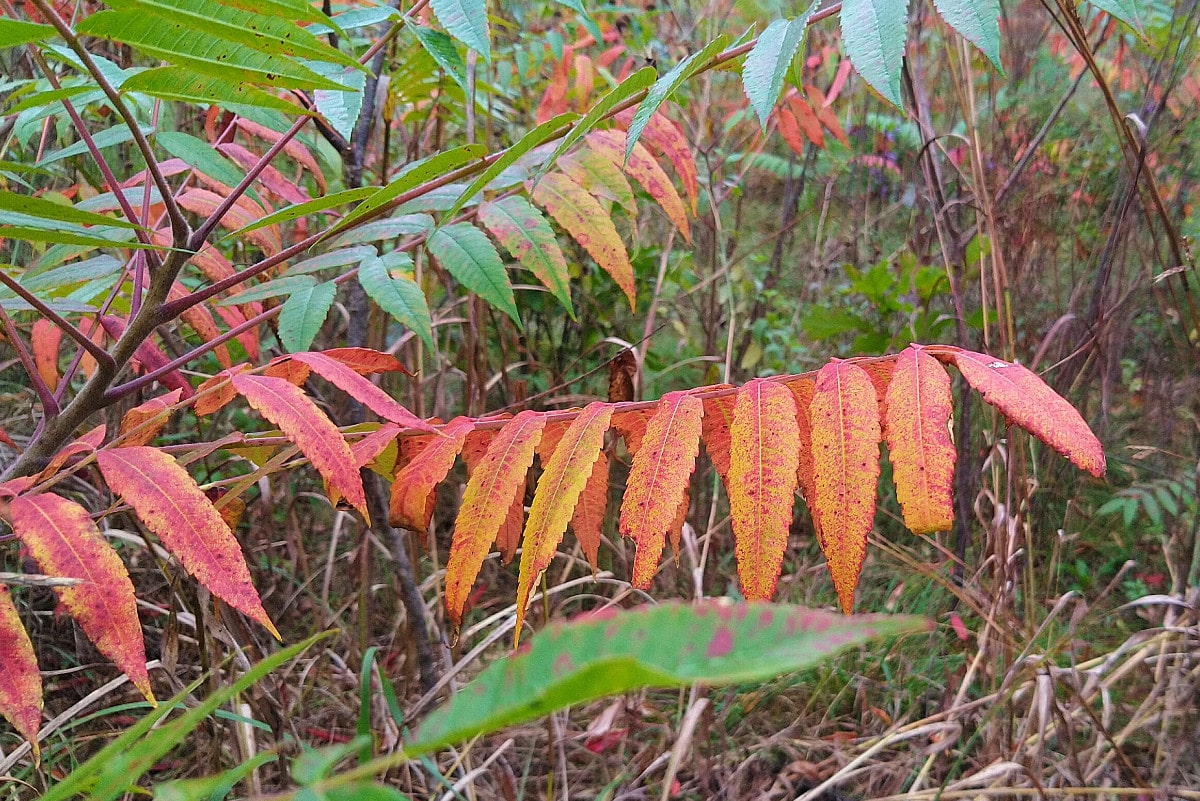 Photo of the Week: Fall Colors Starting to Change - Lireo Designs