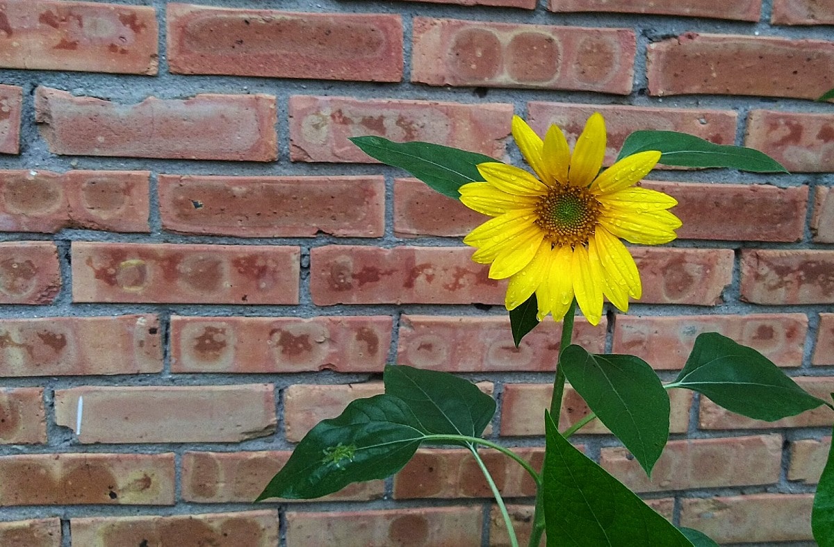 Photo of the Week Sunflowers in Bloom Lireo Designs