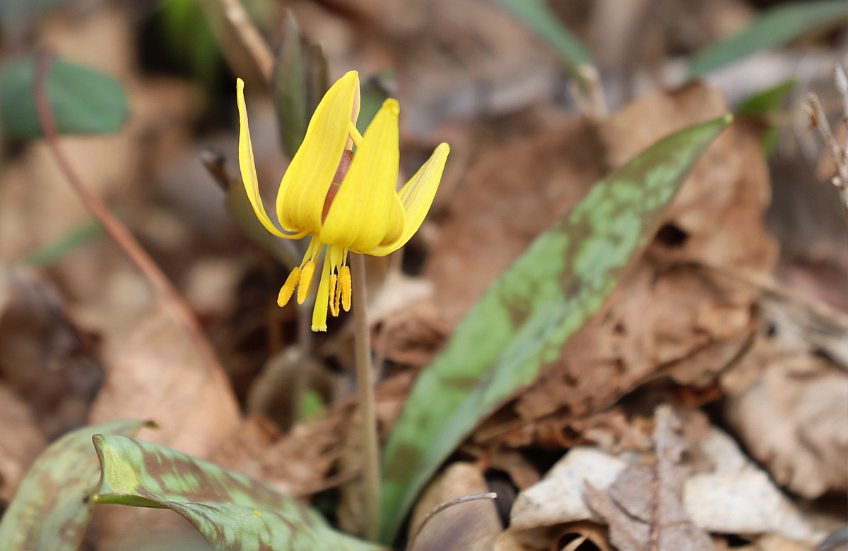 Photo of the Week Trout Lily in Bloom Lireo Designs