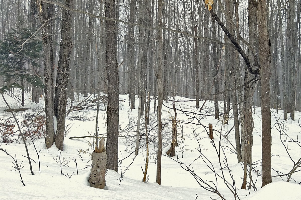 Photo of the Week Winter Snowstorm in Michigan’s Northern Woods