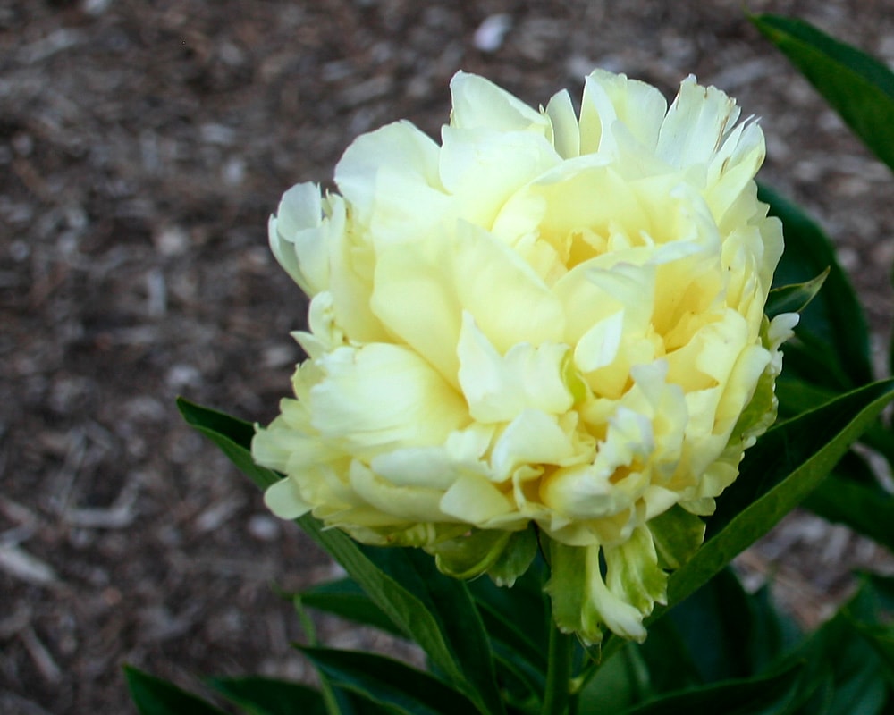Yellow peony plant at Nichols Arboretum